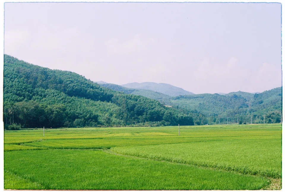 Hạt gạo trong thúng