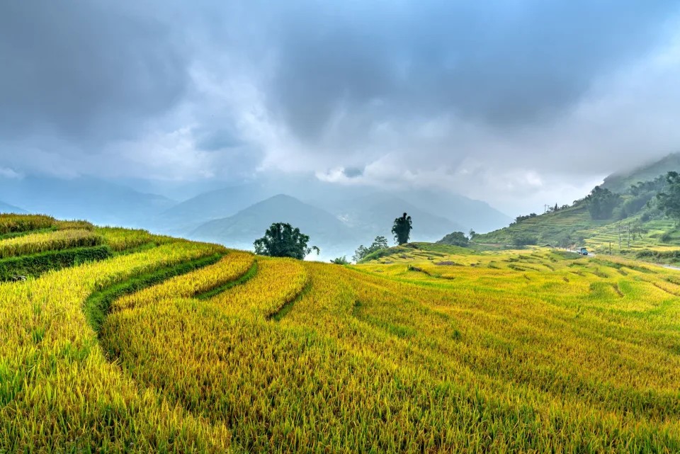 Cân và đóng bao